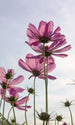 Dimex Cosmos Flowers Fototapete 150x250cm 2-Bahnen | Yourdecoration.de