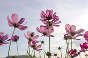 Dimex Cosmos Flowers Fototapete 375x250cm 5-Bahnen | Yourdecoration.de