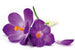 Dimex Crocus Fototapete 375x250cm 5-Bahnen | Yourdecoration.de