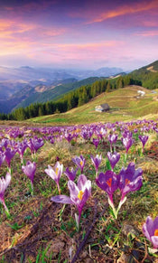 Dimex Crocuses at Spring Fototapete 150x250cm 2-Bahnen | Yourdecoration.de