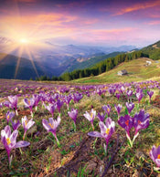 Dimex Crocuses at Spring Fototapete 225x250cm 3-Bahnen | Yourdecoration.de