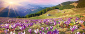 Dimex Crocuses at Spring Fototapete 375x150cm 5-Bahnen | Yourdecoration.de