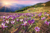 Dimex Crocuses at Spring Fototapete 375x250cm 5-Bahnen | Yourdecoration.de