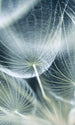 Dimex Dandelion Macro Fototapete 150x250cm 2-Bahnen | Yourdecoration.de