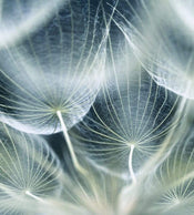 Dimex Dandelion Macro Fototapete 225x250cm 3-Bahnen | Yourdecoration.de