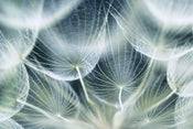 Dimex Dandelion Macro Fototapete 375x250cm 5-Bahnen | Yourdecoration.de