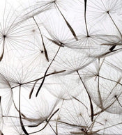 Dimex Dandelion Seeds Fototapete 225x250cm 3-Bahnen | Yourdecoration.de