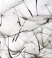 Dimex Dandelion Seeds Fototapete 225x250cm 3-Bahnen | Yourdecoration.de