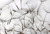 Dimex Dandelion Seeds Fototapete 375x250cm 5-Bahnen | Yourdecoration.de