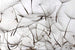 Dimex Dandelion Seeds Fototapete 375x250cm 5-Bahnen | Yourdecoration.de