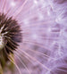 Dimex Dandelion Fototapete 225x250cm 3-Bahnen | Yourdecoration.de