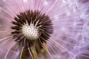 Dimex Dandelion Fototapete 375x250cm 5-Bahnen | Yourdecoration.de