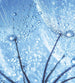 Dimex Dandelion Water Drops Fototapete 225x250cm 3-Bahnen | Yourdecoration.de