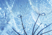 Dimex Dandelion Water Drops Fototapete 375x250cm 5-Bahnen | Yourdecoration.de