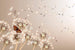 Dimex Dandelions and Butterfly Fototapete 375x250cm 5-Bahnen | Yourdecoration.de