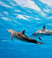 Dimex Dolphins Fototapete 225x250cm 3-Bahnen | Yourdecoration.de