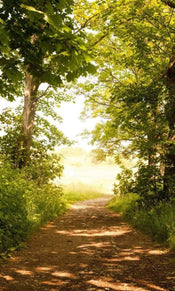 Dimex Forest Path Fototapete 150x250cm 2-Bahnen | Yourdecoration.de