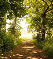 Dimex Forest Path Fototapete 225x250cm 3-Bahnen | Yourdecoration.de