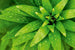 Dimex Fresh Foliage Fototapete 375x250cm 5-Bahnen | Yourdecoration.de