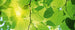 Dimex Green Leaves Fototapete 375x150cm 5-Bahnen | Yourdecoration.de