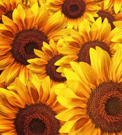 Dimex Helianthus Fototapete 225x250cm 3-Bahnen | Yourdecoration.de