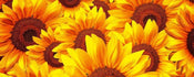 Dimex Helianthus Fototapete 375x150cm 5-Bahnen | Yourdecoration.de