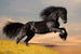 Dimex Horse Fototapete 375x250cm 5-Bahnen | Yourdecoration.de