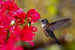 Dimex Hummingbird Fototapete 375x250cm 5-Bahnen | Yourdecoration.de