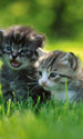 Dimex Kittens Fototapete 150x250cm 2-Bahnen | Yourdecoration.de