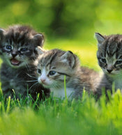 Dimex Kittens Fototapete 225x250cm 3-Bahnen | Yourdecoration.de