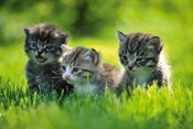 Dimex Kittens Fototapete 375x250cm 5-Bahnen | Yourdecoration.de