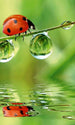 Dimex Ladybird Fototapete 150x250cm 2-Bahnen | Yourdecoration.de