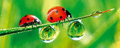 Dimex Ladybird Fototapete 375x150cm 5-Bahnen | Yourdecoration.de