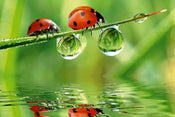 Dimex Ladybird Fototapete 375x250cm 5-Bahnen | Yourdecoration.de