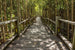 Dimex Mangrove Forest Fototapete 375x250cm 5-Bahnen | Yourdecoration.de