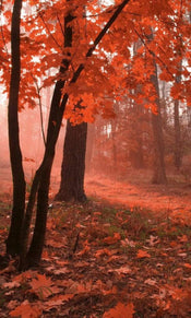 Dimex Misty Forest Fototapete 150x250cm 2-Bahnen | Yourdecoration.de