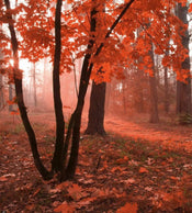 Dimex Misty Forest Fototapete 225x250cm 3-Bahnen | Yourdecoration.de