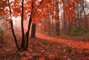 Dimex Misty Forest Fototapete 375x250cm 5-Bahnen | Yourdecoration.de