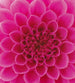 Dimex Pink Dahlia Fototapete 225x250cm 3-Bahnen | Yourdecoration.de