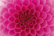 Dimex Pink Dahlia Fototapete 375x250cm 5-Bahnen | Yourdecoration.de