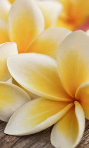 Dimex Plumeria Fototapete 150x250cm 2-Bahnen | Yourdecoration.de