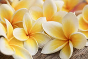 Dimex Plumeria Fototapete 375x250cm 5-Bahnen | Yourdecoration.de