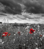 Dimex Poppies Black Fototapete 225x250cm 3-Bahnen | Yourdecoration.de