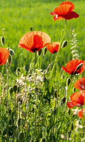 Dimex Poppy Field Fototapete 150x250cm 2-Bahnen | Yourdecoration.de