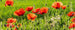 Dimex Poppy Field Fototapete 375x150cm 5-Bahnen | Yourdecoration.de