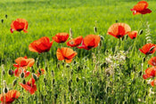 Dimex Poppy Field Fototapete 375x250cm 5-Bahnen | Yourdecoration.de