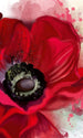 Dimex Poppy Fototapete 150x250cm 2-Bahnen | Yourdecoration.de