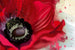 Dimex Poppy Fototapete 375x250cm 5-Bahnen | Yourdecoration.de