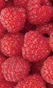 Dimex Raspberry Fototapete 150x250cm 2-Bahnen | Yourdecoration.de