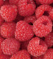 Dimex Raspberry Fototapete 225x250cm 3-Bahnen | Yourdecoration.de